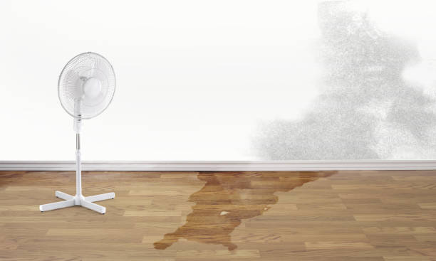 Best Ceiling water damage repair  in Princeton, MO